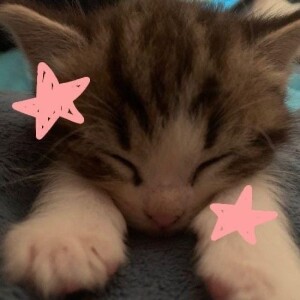 starlightrhea03