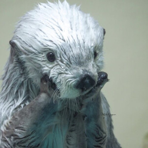 OtterSwift1313